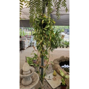 PHILODENDRON BRANCO - MEIA CUIA